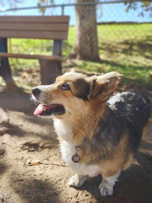 Shelby Wiggle-butt. My second dog that used LVH.