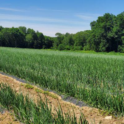 Onion Field at Stillman's Farm New Braintree