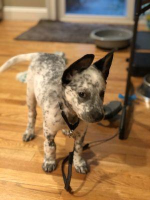 Don't let that face fool you...she loves to put a paw into her water bowl and knock it over!!