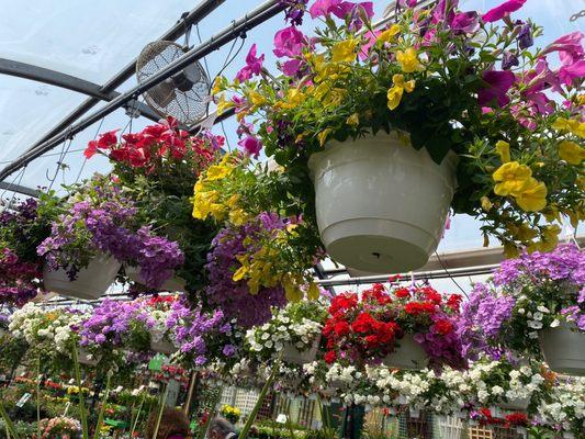 Hanging baskets