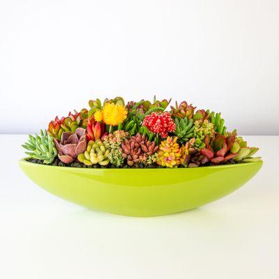 Add a pop of color to your home or office with this vibrant succulent arrangement. Offering delivery in LA and store pickup.