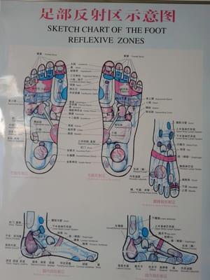 Foot map coordinating each part of the body on your foot.