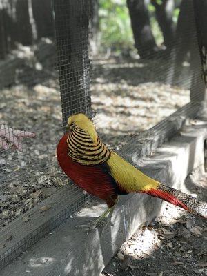 Emerald Forest Bird Gardens