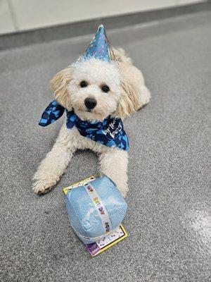 Biscuits birthday celebration at Puppy Haven John's Creek