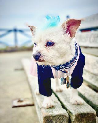 Star of the show also enjoys the above beach views!