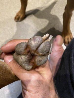 Dried blood on paws, leading us to believe she had been standing in her own blood in the kennel for an extended period of time.