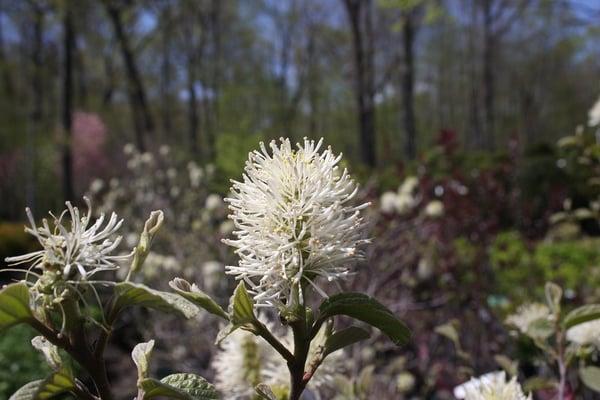 Fothergilla 'Mt Airy'