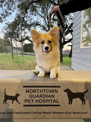 Corgi puppy got his vaccines and wellness check!