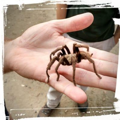 Starr Ranch means nature and SoCal nature means tarantulas!