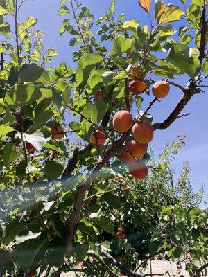 Apricot tree.