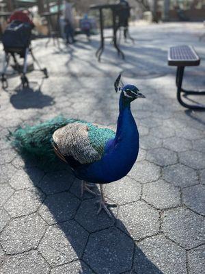 Peacocks near the food court