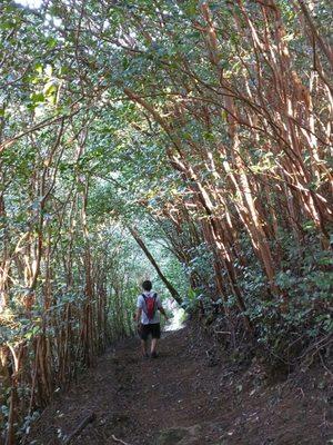 Trees!!!  I love tree tunnels