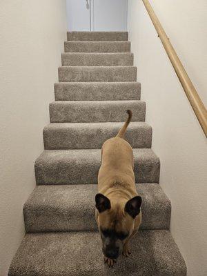 Luna loves the carpet too!
 The stairs look great and are quiet now! Top Notch Install!