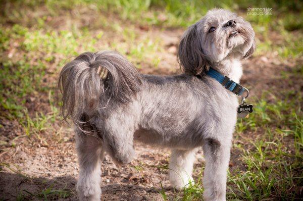 Bean, after his grooming with his Uncle John.