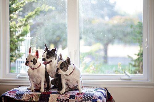 New windows can give you a new view...  Ask the pups from EnergyGuard