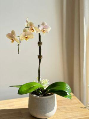 Single orchid arrangement with organic ingredients only