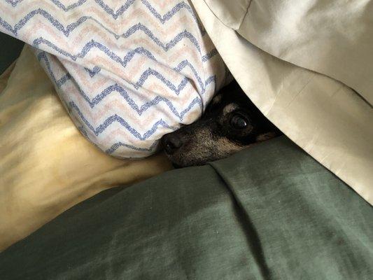 Mini playing hide in go seek