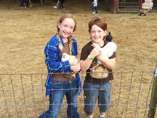 Petting zoo chicken catching.