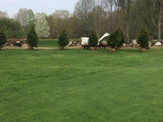 Planting of Green Giant Arbs at The orchards Golf Course