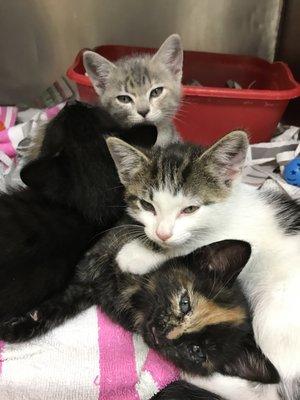 Kitten cuddle puddle!