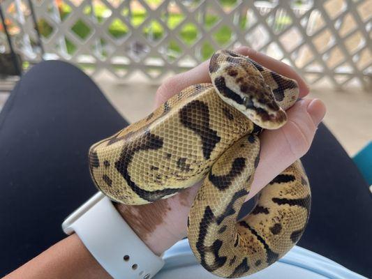 Woma granite pastel ball python, purchased in March 2022