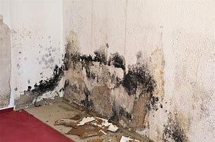 Mold Removal and Remediation