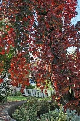 Exterior View of Tree's