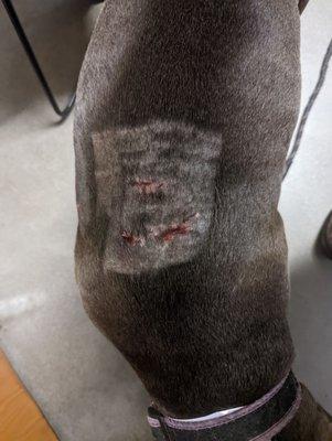 A picture of my dog's wounds from being attacked while in their care.