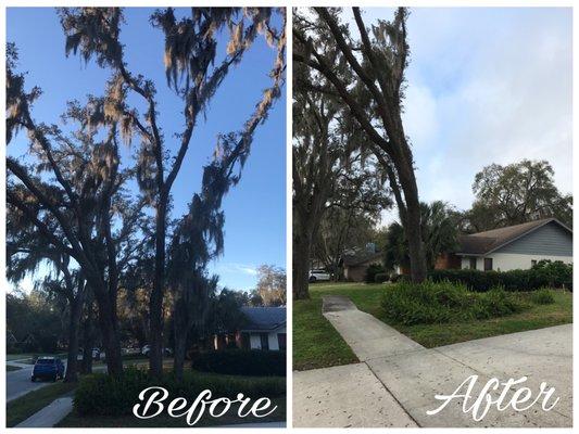 Removal of 2 damaged live oaks