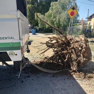 Stump Removal