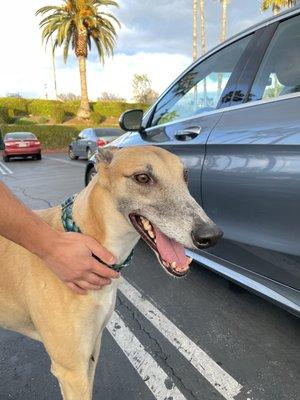 Fastfriends Greyhound Adoption of California, Inc