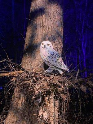 Hedwig