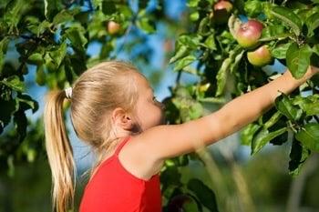 Pick-Your-Own apples. Fun for the whole family