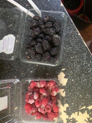 bought these raspberries and blackberries from New Hudson Walmart yesterday! Woke up this morning and found they all had mold!