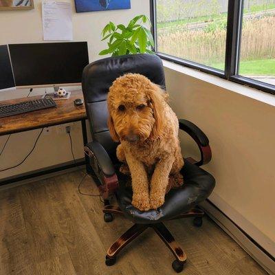 Ollie the Solar Dog keeps everyone on their toes in the office. #caninelove