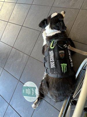 Service dog