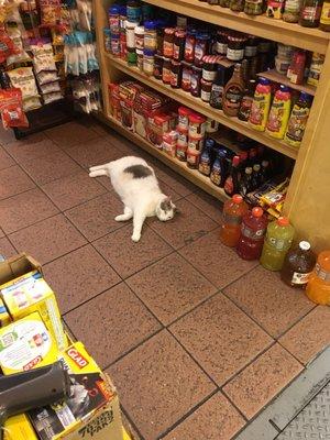 Cats in Shops