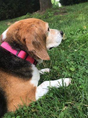 Happily awaiting acupuncture and hydrotherapy from her friends.