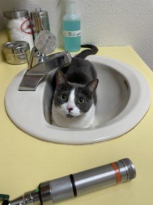 In the sink.