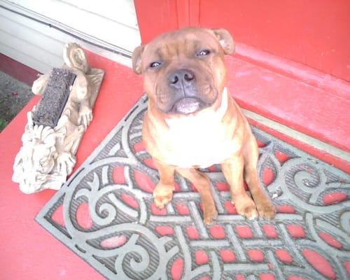 Babu on the front porch waiting to welcome all his canine friends for the day!