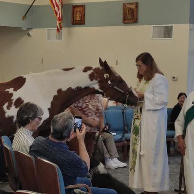 Blessing of the animals. The Feast of St. Francis of Assisi