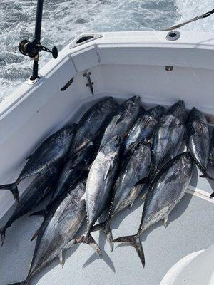 A few of the blue fin we caught