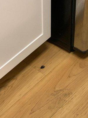 Cockroach in kitchen