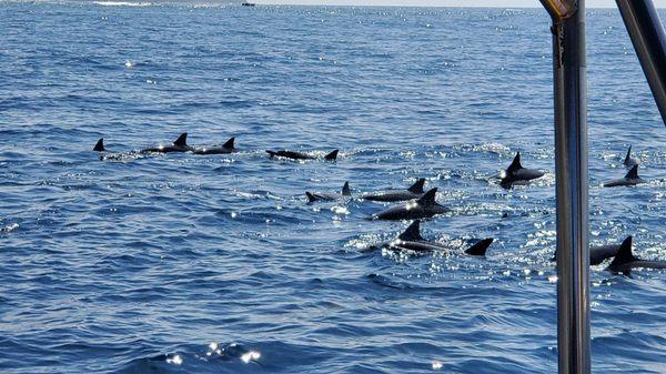 Pod of Spinner Dolphins!