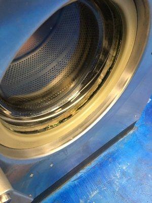 Mold in door seal of washer