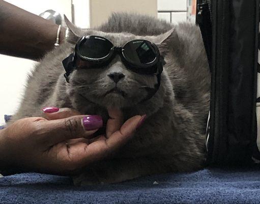 Today, Louie tried laser therapy. Check out this high fashion sitch! Yes, he had to give the coggles (cat goggles) back.