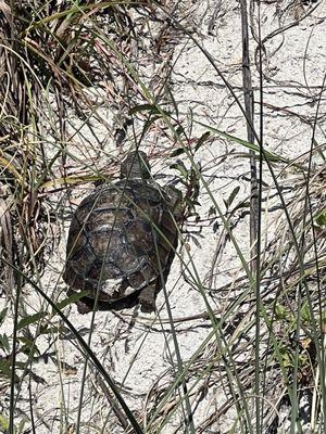 Cape Canaveral Beach