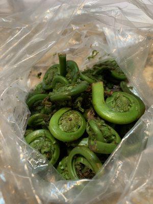 Fiddlehead ferns