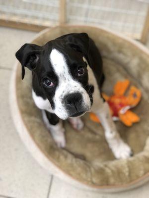 Daphne is one of our newest reception puppies  That face though