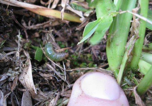 Sod Webworm Larva. These guys do feed on the grass and fast